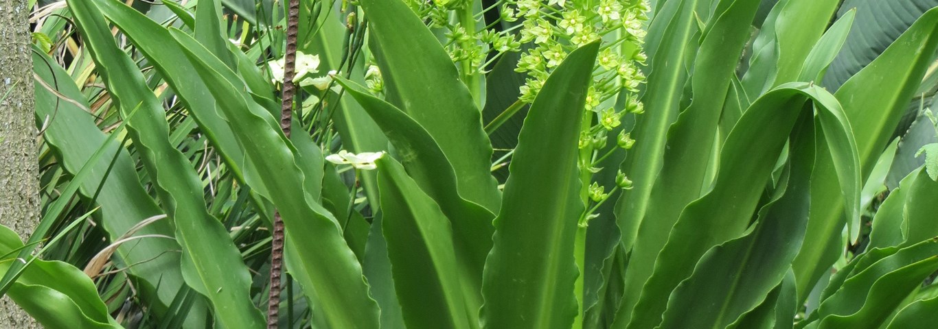 Eucomis pallidiflora pole-evansii